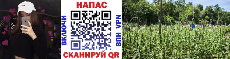 как найти   Сосногорск  Каннабис конопля 